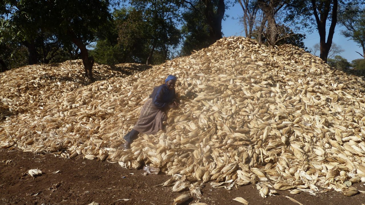Wamunyima and maize 