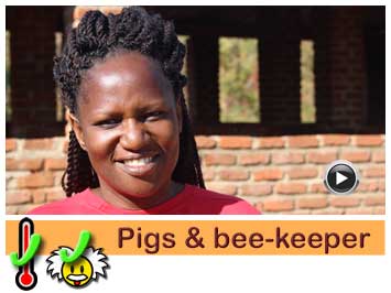 054 Pigs and bee-keeper Bridget