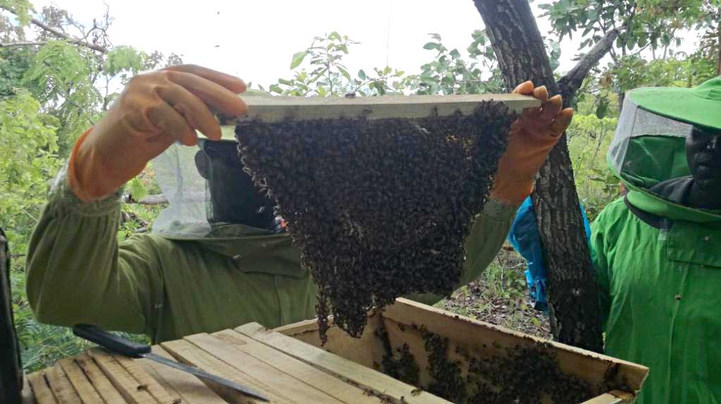 beekeeper-harvestring