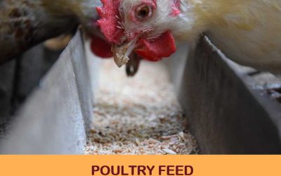 Making your own poultry feed