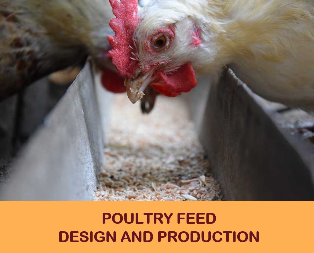 Poultry feed design and production