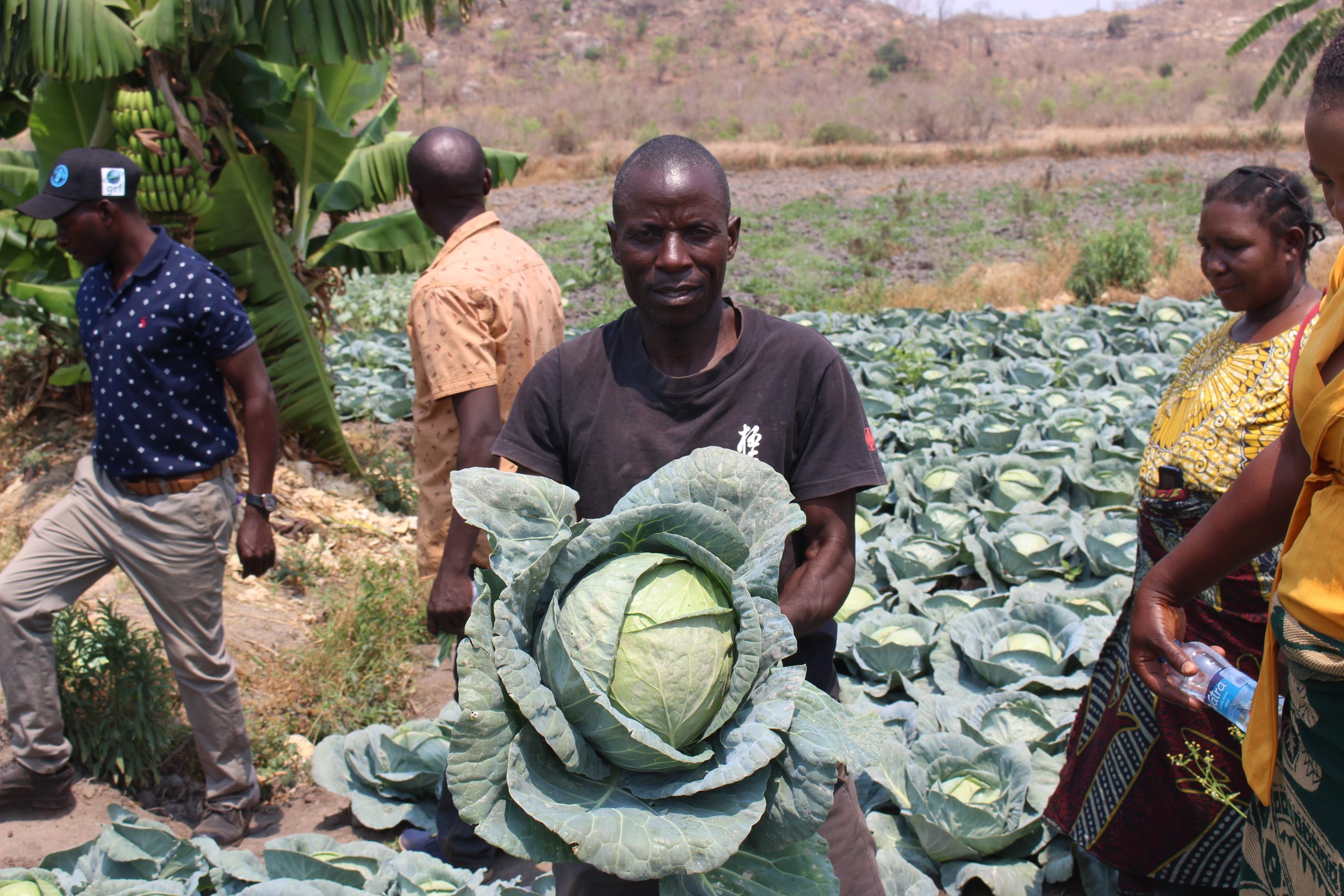 Emmanuel is showing how he has managed to produce good quality organic cabbage