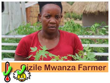 Farmer Gezile Mwanza